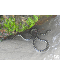 گونه مار دریایی حلقه دار Annulated Sea Snake